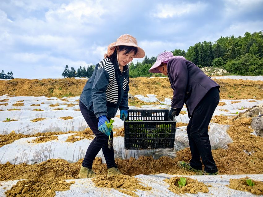 4月29日，贵州省黔西市林泉镇烤烟种植基地，务工人员正在移栽烤烟育苗