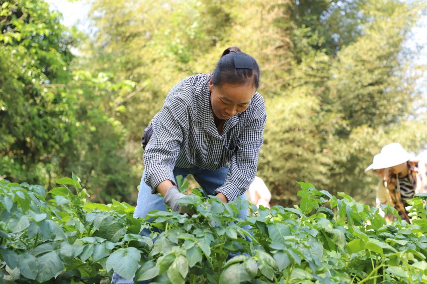 近日，村民在黔西市文峰街道双星社区马铃薯种植基地进行管护工作。（苏苇摄）1