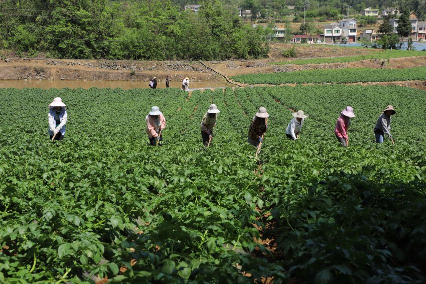 近日，村民在黔西市文峰街道双星社区马铃薯种植基地进行管护工作。（苏苇摄）2