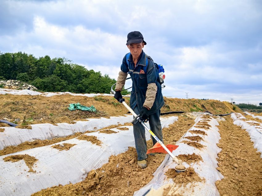 4月29日，贵州省黔西市林泉镇烤烟种植基地务工人员正使用洗井棒打孔