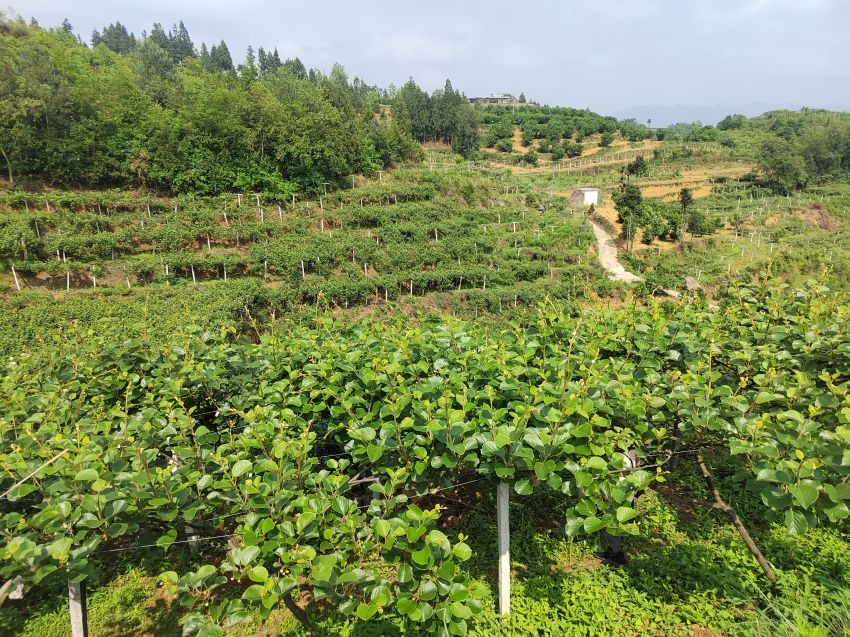 大方县猫场镇箐口村：猕猴桃产业点亮乡村致富路