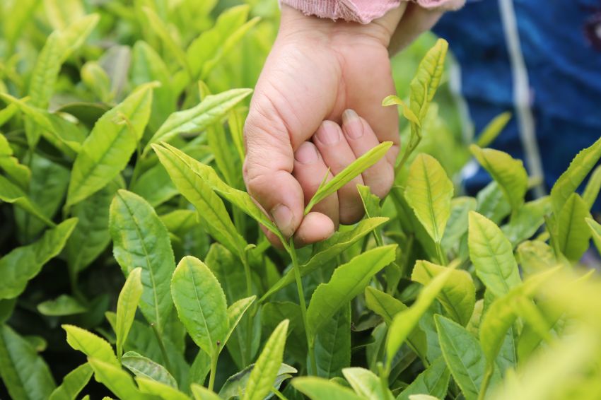 5月9日，村民在七星关区朱昌镇花厂村茂岺白茶种植基地采摘夏茶1