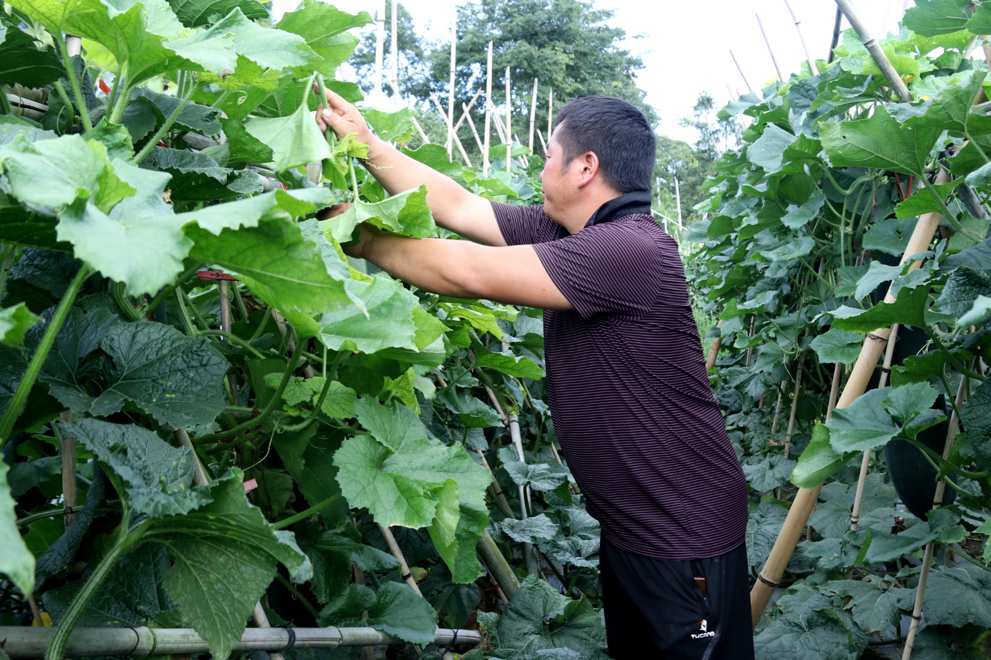 贵州独山：冬瓜管护忙 采收有保障