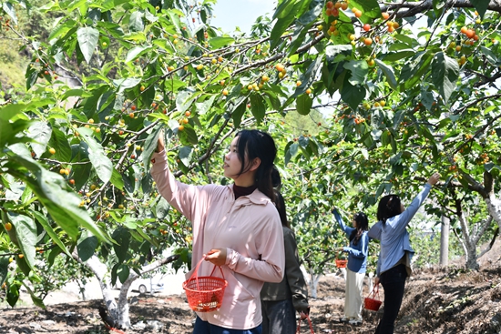 贵州罗甸：4000余亩樱桃上市 “甜蜜产业”促增收_fororder_游客正在采摘樱桃