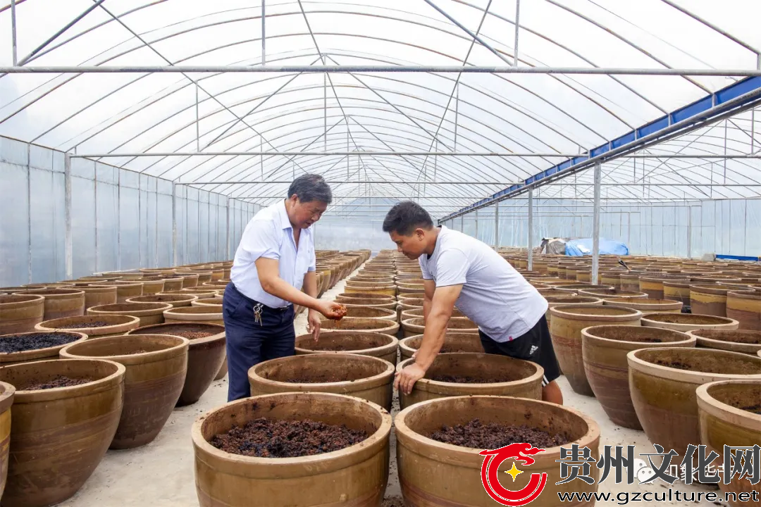 贵州非遗:金沙禹谟温家醋