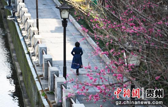 3月5日,市民在<a href=//www.hp-dv.com target=_blank class=infotextkey>贵阳</a>市南明河畔盛开的梅花下休闲散步、赏景游玩。 3月5日,市民在<a href=//www.hp-dv.com target=_blank class=infotextkey>贵阳</a>市南明河畔盛开的梅花下休闲散步、赏景游玩。
