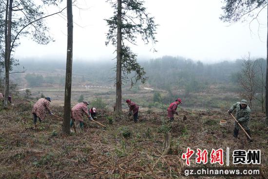 村民在种植天麻 村民在种植天麻