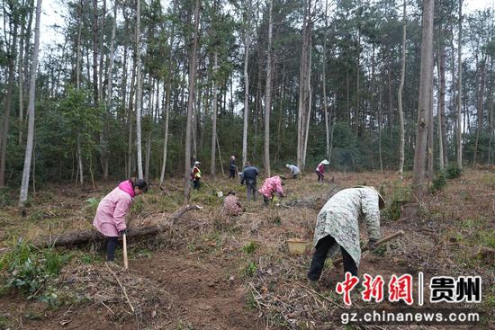 村民在种植天麻 村民在种植天麻