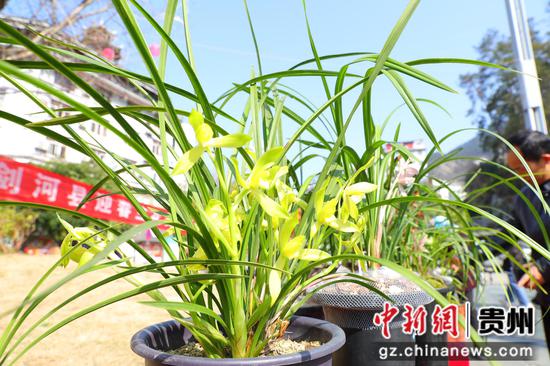 在剑河县兰花展上展出的精品兰花。杨光裢摄 在剑河县兰花展上展出的精品兰花。杨光裢摄