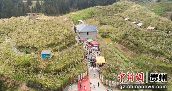 隆寨梨花基地 隆寨梨花基地