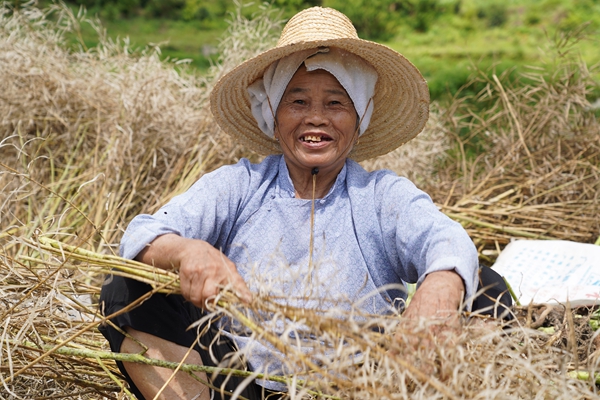 从江县斗里镇：油菜翻金浪 采收正当时