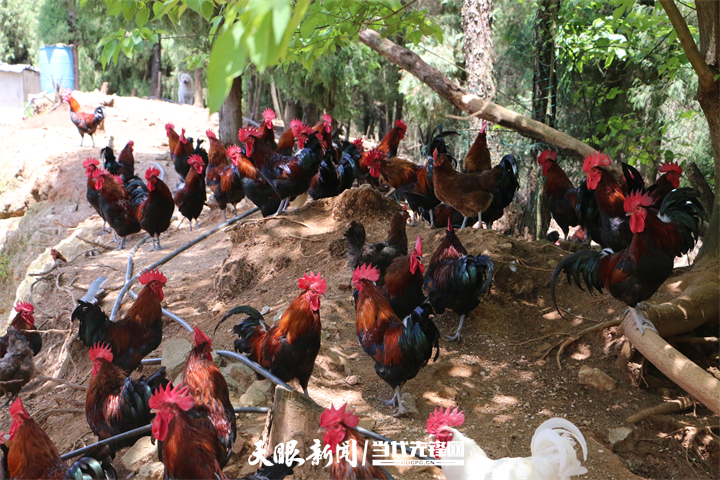 凯里万潮镇：“中药鸡”“炖出”百万产业