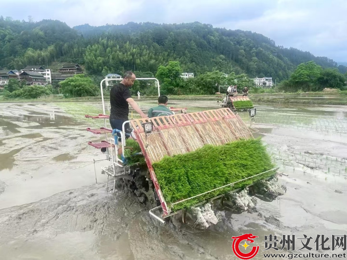 人机共舞绘“丰”景！黎平德顺村插秧培训激活稻作新动能
