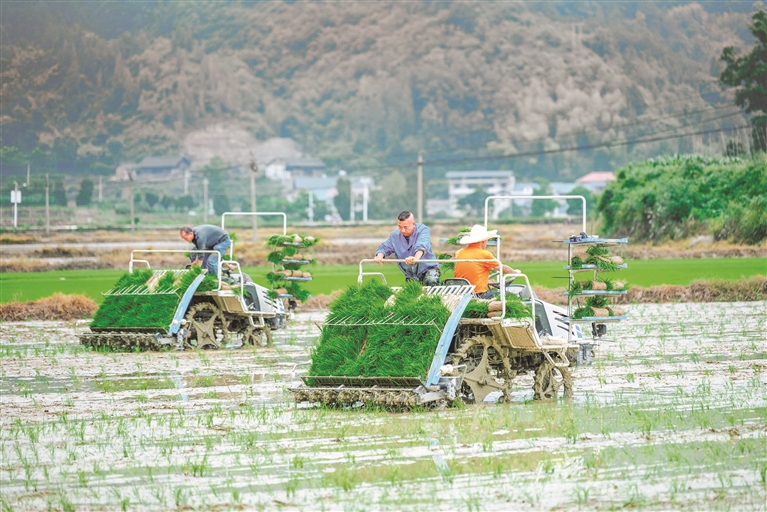 岑巩磨寨国家级杂稻制种基地：农机插秧助丰产