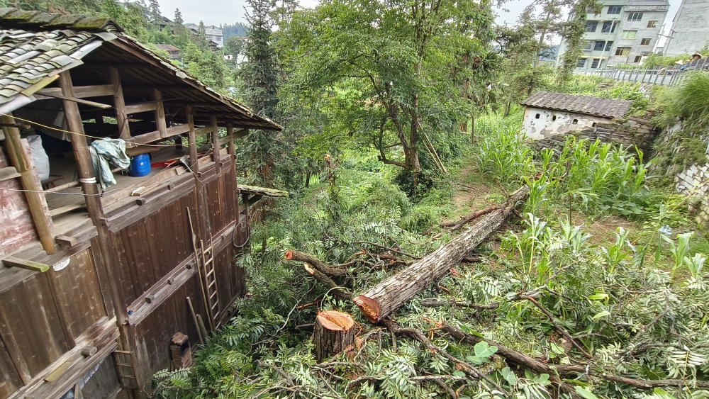 偶里乡：砍伐危树除隐患 安全护航解民忧