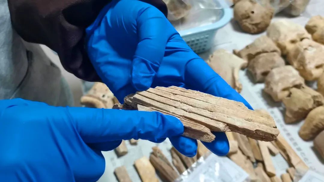 管明丽展示正在整理的鹿角骨料。科技日报实习记者 孙越 摄