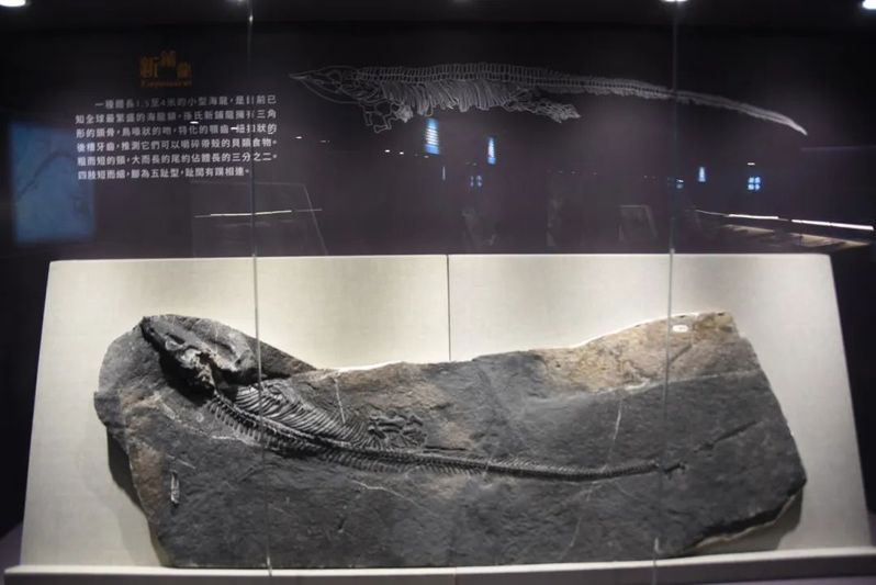新铺龙化石（关岭文广旅游局供图）-FZ1002645889.jpg