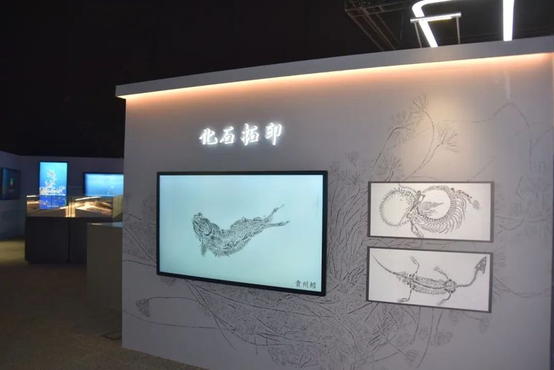 贵州鳕化石拓印（关岭文广旅游局供图）-FZ1002645893.jpg