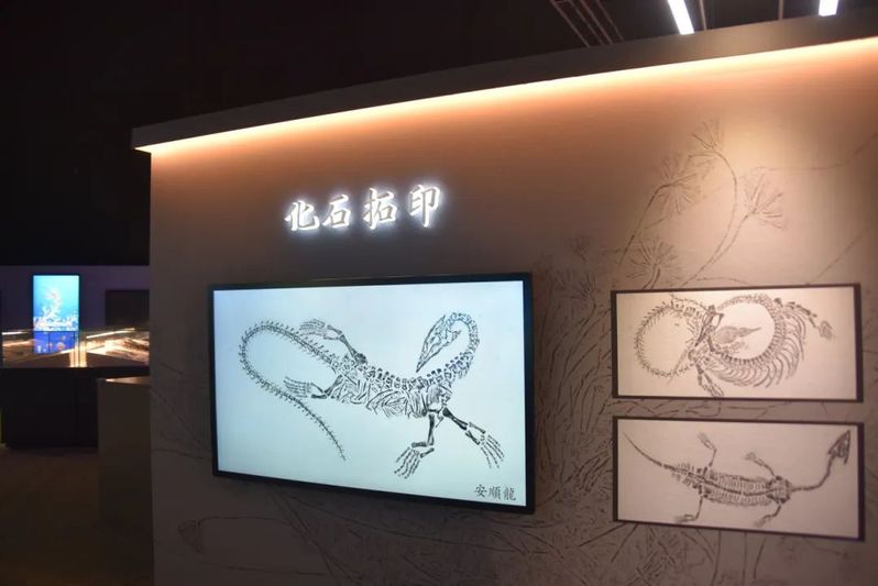 <a href=//www.hp-dv.com target=_blank class=infotextkey>安顺</a>龙化石拓印（关岭文广旅游局供图）-FZ1002645899.jpg