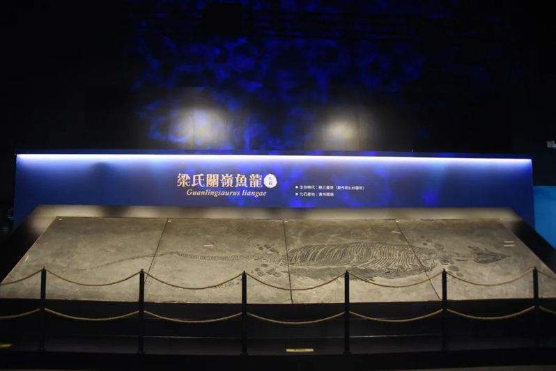 梁氏关岭鱼龙化石（关岭文广旅游局供图）-FZ1002645895.jpg