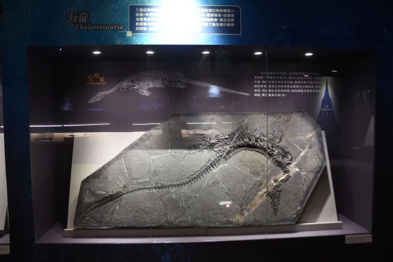 海龙化石（关岭文广旅游局供图）-FZ1002645887.jpg