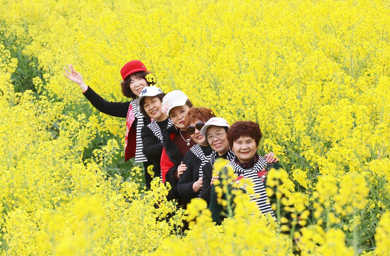官仓油菜花开，吸引众多游客游玩打卡。陈桂良摄