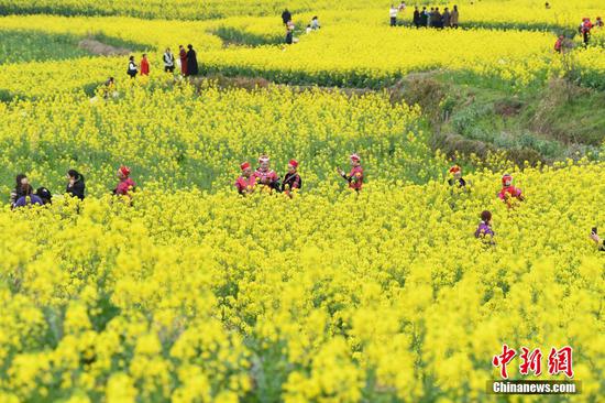 图为旧州镇万亩油菜花盛开,吸引游客前来“打卡”。 图为旧州镇万亩油菜花盛开,吸引游客前来“打卡”。