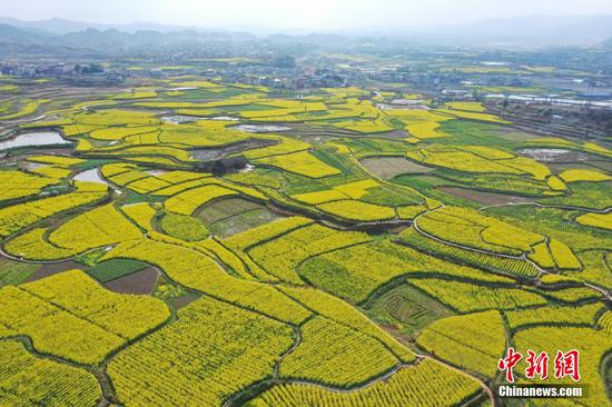 图为航拍旧州镇万亩油菜花田。 图为航拍旧州镇万亩油菜花田。