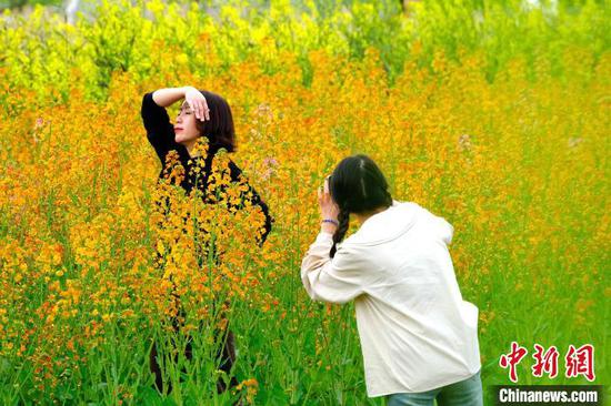 3月12日,游客在七彩油菜花田间打卡。李珊珊 摄 3月12日,游客在七彩油菜花田间打卡。李珊珊 摄