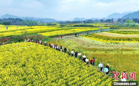 3月12日,航拍七彩油菜花田。徐进 摄 3月12日,航拍七彩油菜花田。徐进 摄