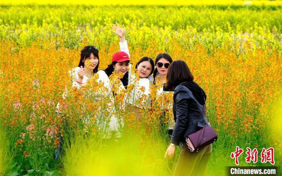 3月12日,游客在七彩油菜花田间游玩、拍照。李珊珊 摄 3月12日,游客在七彩油菜花田间游玩、拍照。李珊珊 摄
