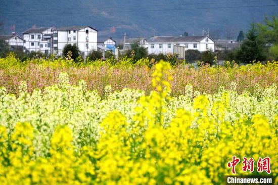 3月12日拍摄的七彩油菜花田。李珊珊 摄 3月12日拍摄的七彩油菜花田。李珊珊 摄