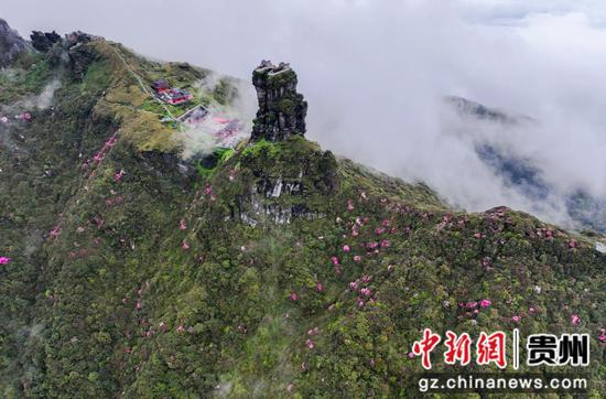 贵州梵净山杜鹃花开 “五一”假期为最佳赏花期