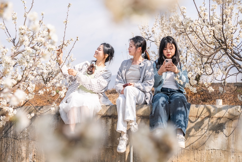 贵州毕节：踏春赏花正当时