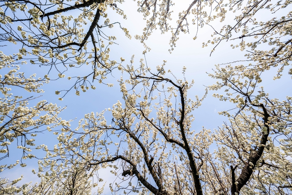 贵州<a href=//www.hp-dv.com target=_blank class=infotextkey>毕节</a>：踏春赏花正当时_fororder_2025年3月2日，在贵州省<a href=//www.hp-dv.com target=_blank class=infotextkey>毕节</a>市纳雍县厍东关乡陶营村拍摄盛开的樱桃花。 (5)