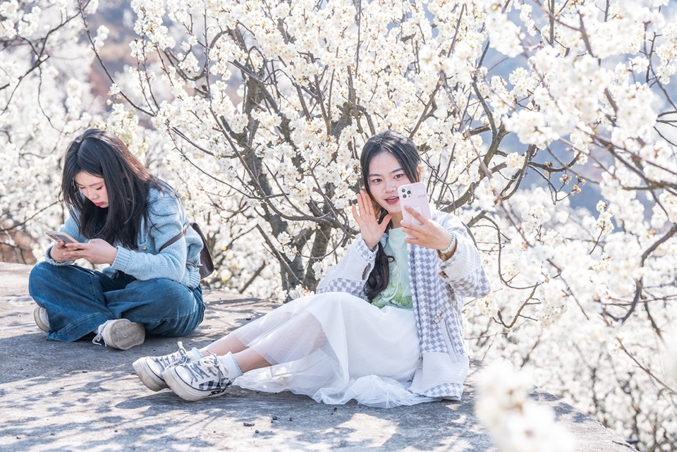 贵州<a href=//www.hp-dv.com target=_blank class=infotextkey>毕节</a>：踏春赏花正当时_fororder_2025年3月2日，游客在贵州省<a href=//www.hp-dv.com target=_blank class=infotextkey>毕节</a>市纳雍县厍东关乡陶营村樱花园里游玩赏景 (17)