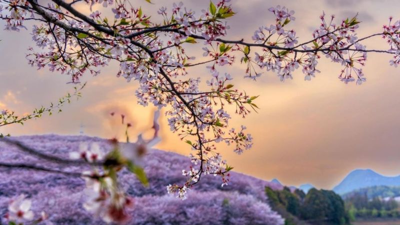 黔·景｜看贵州 遍地花开春成潮