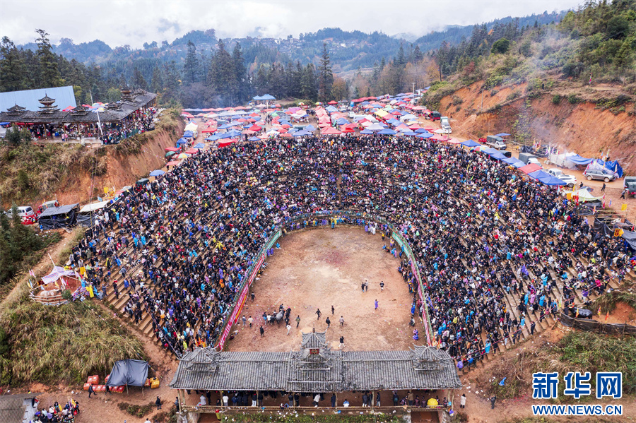 贵州从江：传统斗牛迎新年