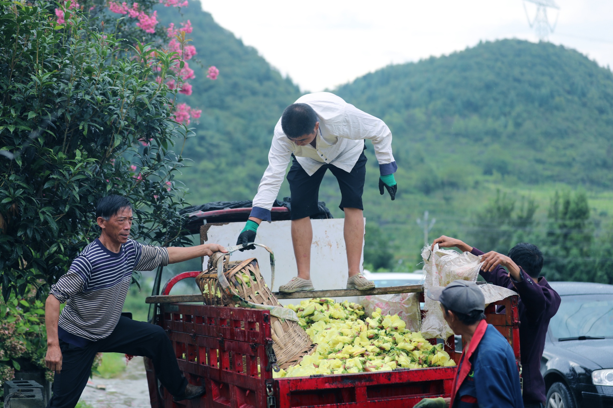 贵州：税惠“良方”助力中药产业行稳致远