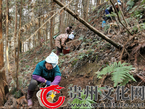 黎平县茅贡镇：打造天麻“药园”