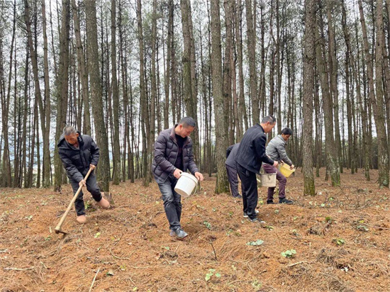贵州铜仁：中药材种植 万山有特色