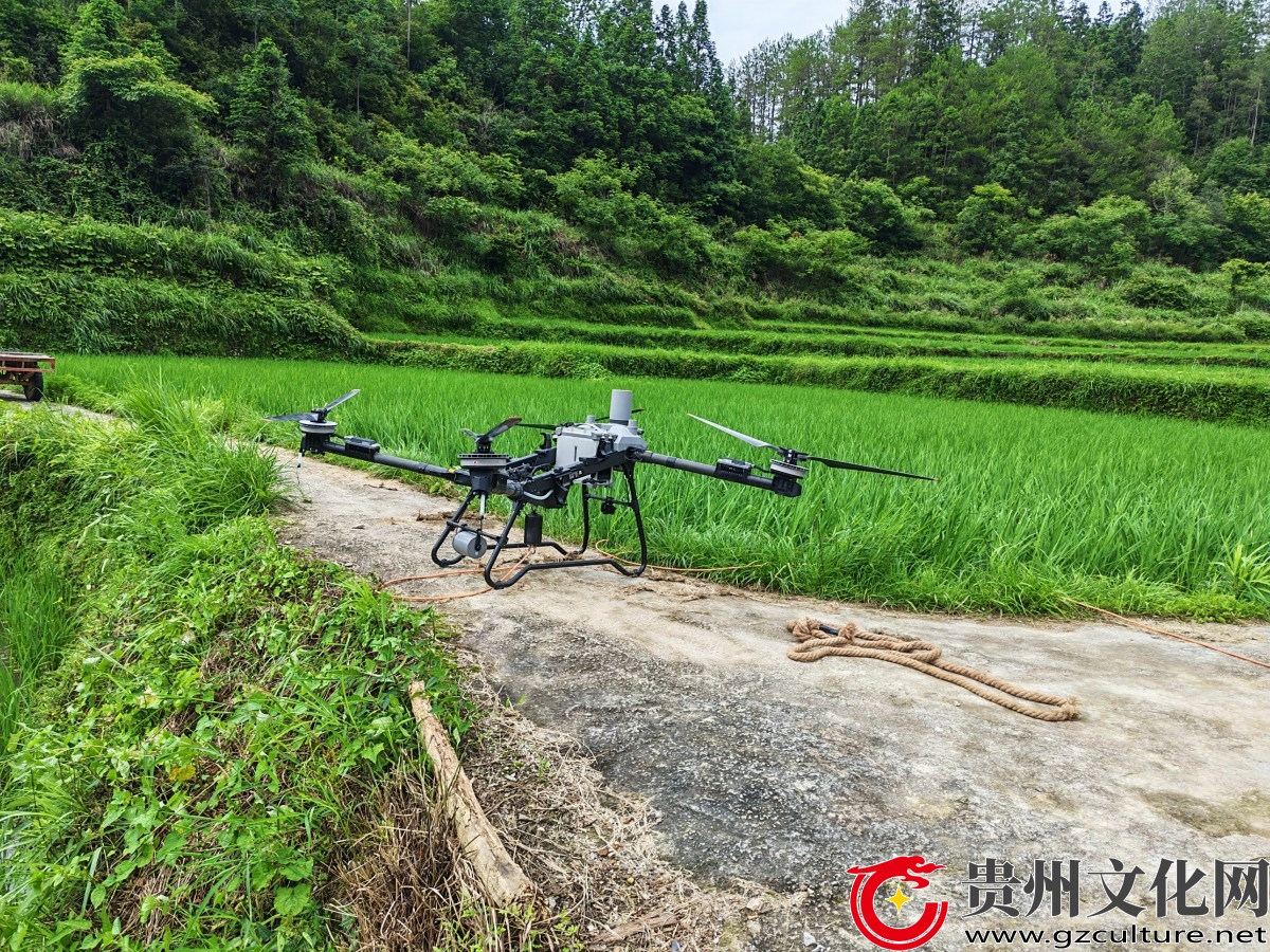 黎平县茅贡镇：告别肩挑背扛！茯苓“坐”飞机下山