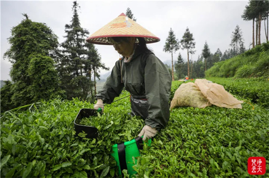 江口：抢采抹茶鲜叶