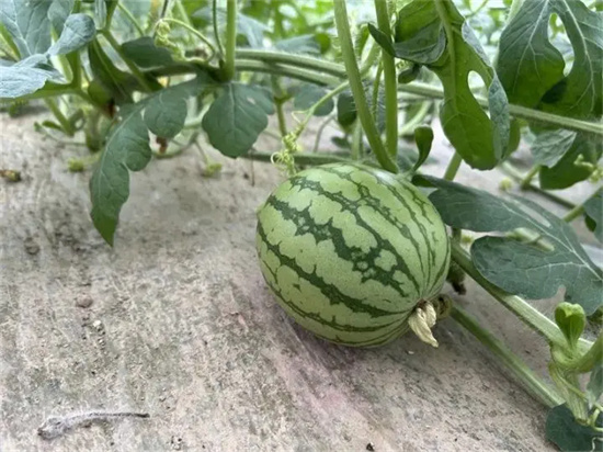 玉屏洞坪：大棚西瓜管护忙