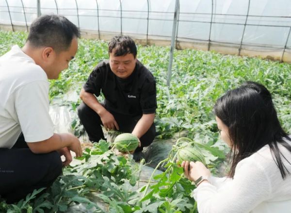 万山谢桥街道瓜果飘香促增收