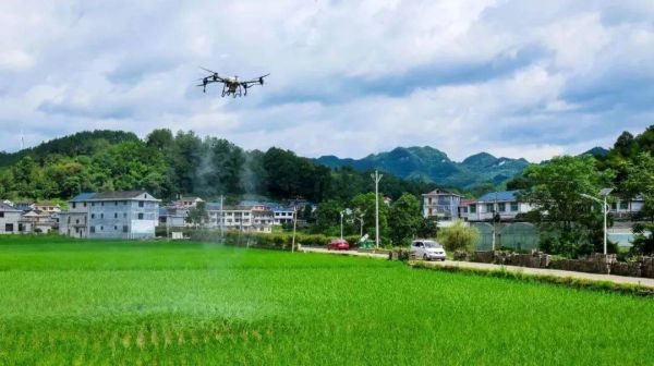 万山：无人机“飞防”助力8000亩水稻稳产增收