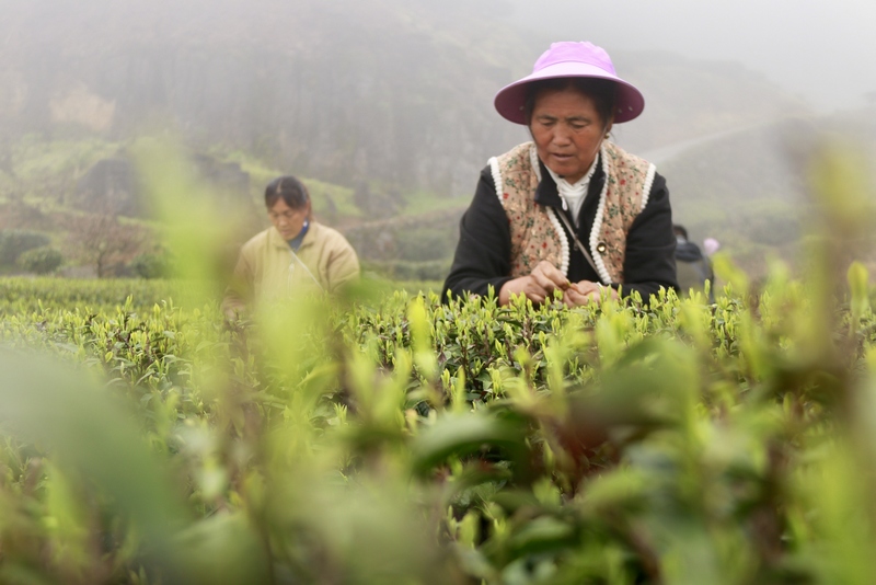 茶农采摘明前茶。黄梅梅 摄.jpg