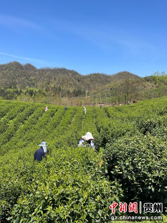 茶农采茶 茶农采茶