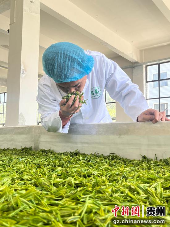 茶叶制作专家杨旻伦在加工厂制茶 茶叶制作专家杨旻伦在加工厂制茶