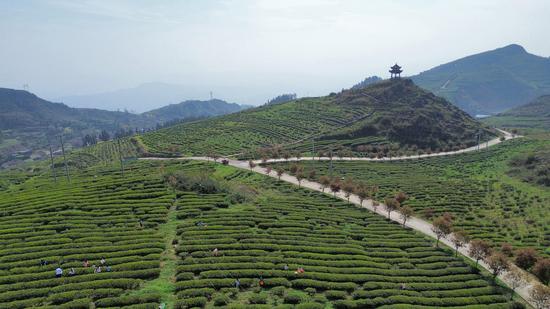 茶基地大景 茶基地大景